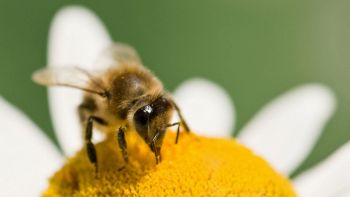 Ape che impollina un fiore