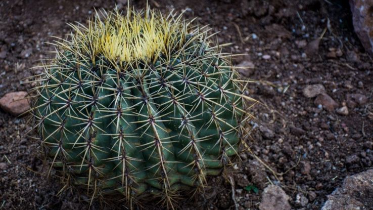 Cactus Biznaga
