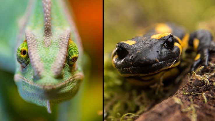 Camaleonti e salamandre meccanismo lingua