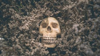 Un cranio risalente a 1 milione di anni fa riscrive la storia dell'evoluzione umana