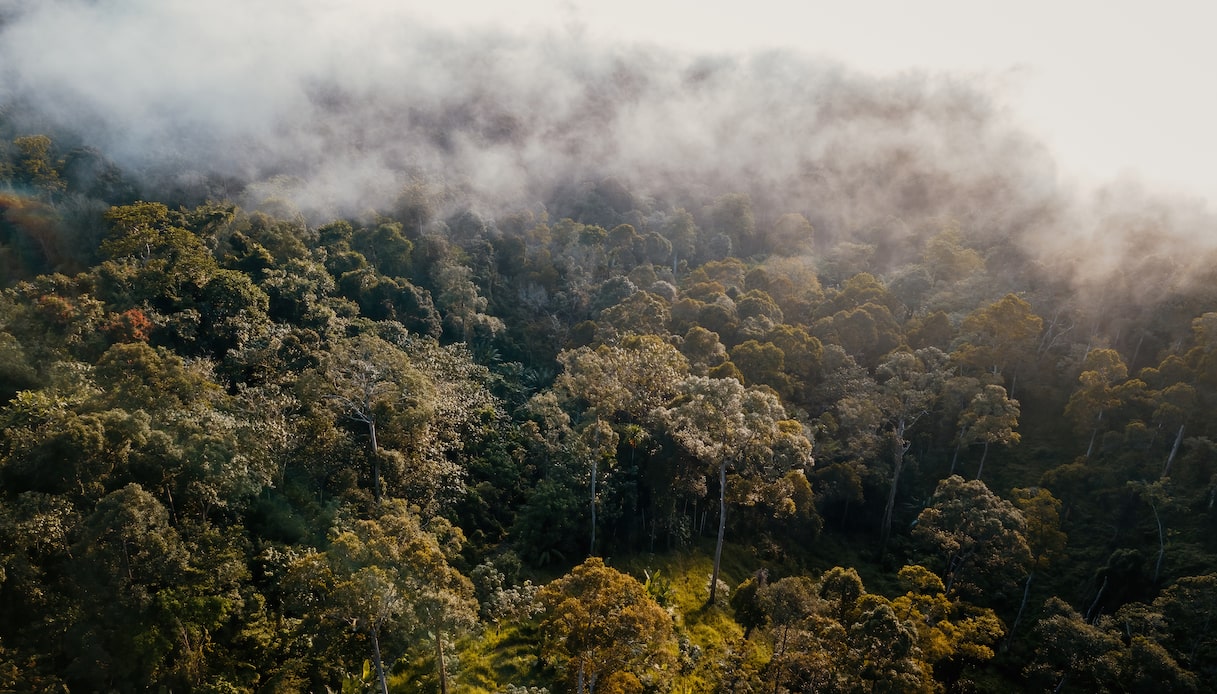 https://wips.plug.it/cips/tecnologia/cms/2025/10/foresta-pluviale.jpg