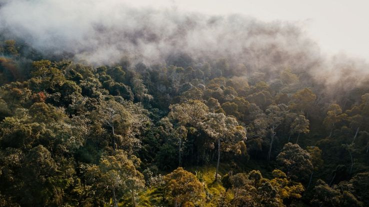 Foresta pluviale tropicale