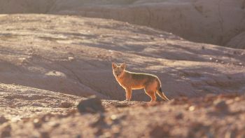 Mammifero del deserto