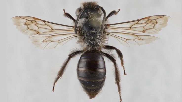 Nuova specie di ape in Sardegna