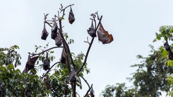 Pipistrelli fluorescenti