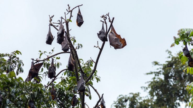 Pipistrelli fluorescenti