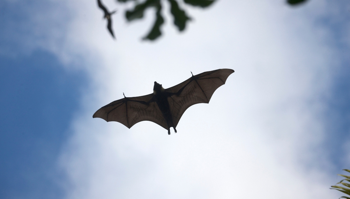 https://wips.plug.it/cips/tecnologia/cms/2025/10/pipistrello-killer.jpg