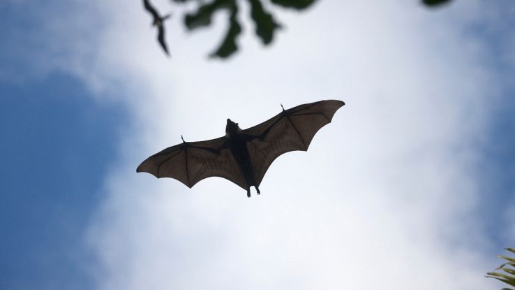 Pipistrello in volo