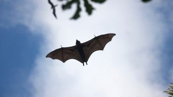 Pipistrello in volo