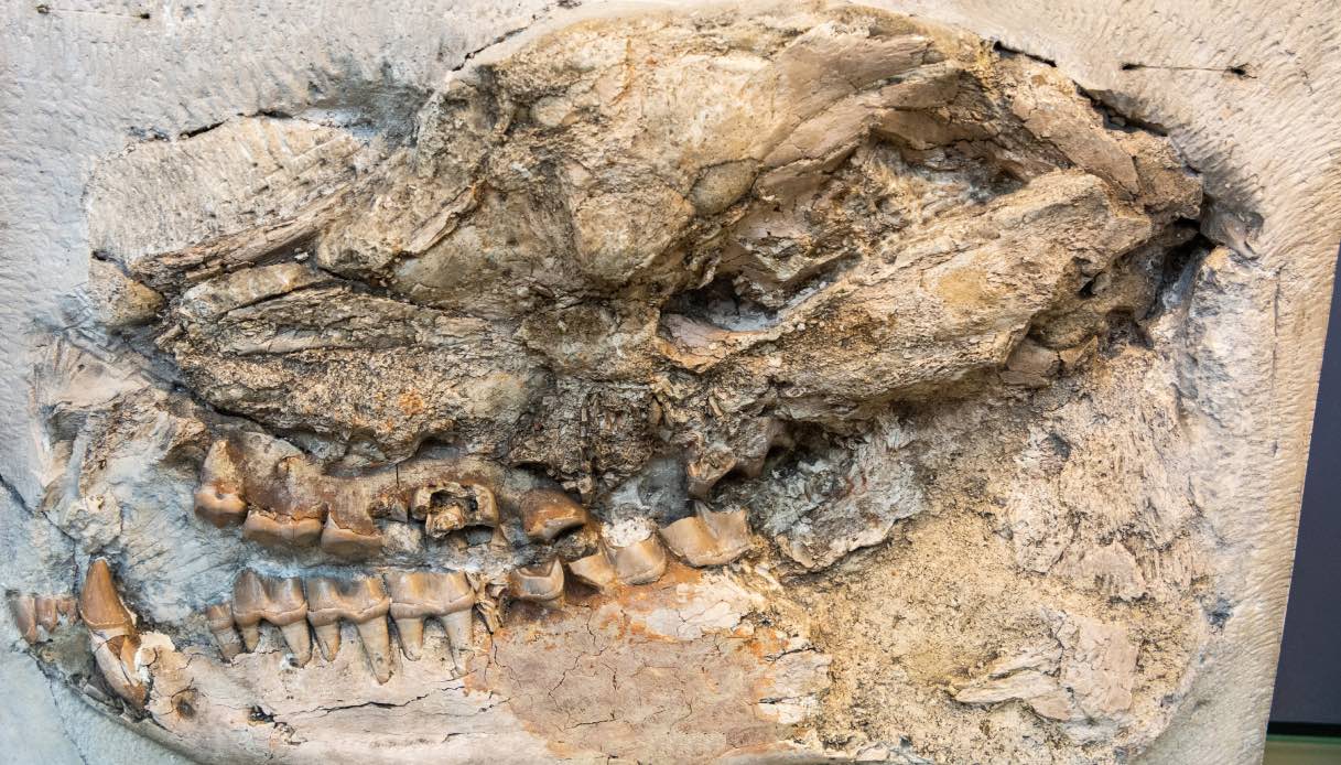 https://wips.plug.it/cips/tecnologia/cms/2025/10/scoperta-sui-dinosauri-in-mongolia.jpg