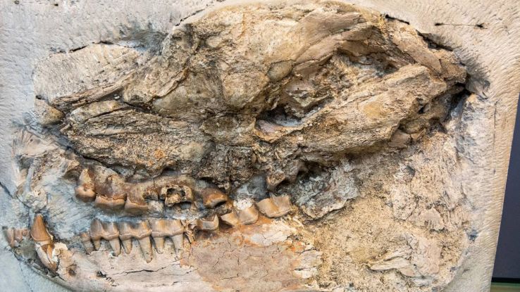 Scoperta sui dinosauri in Mongolia