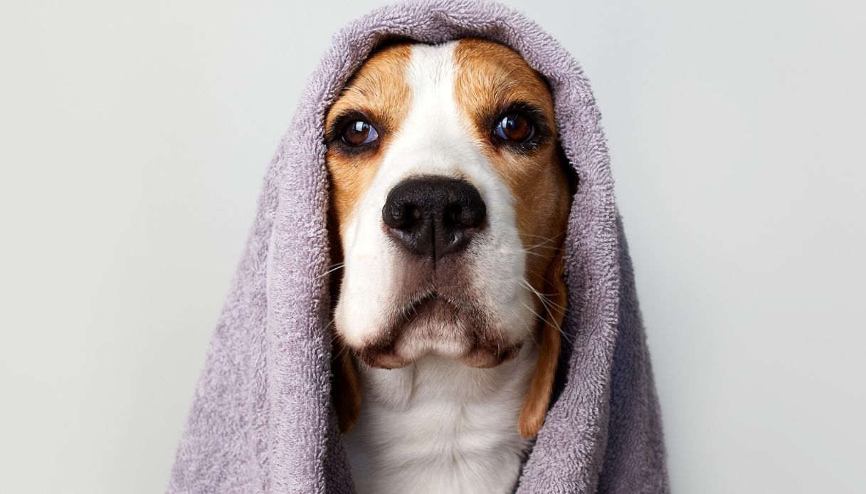 https://wips.plug.it/cips/tecnologia/cms/2025/10/test-intelligenza-cane.jpg