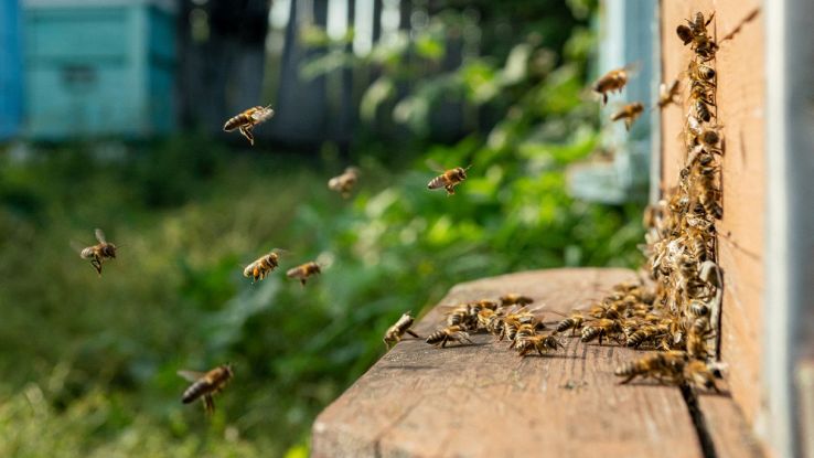 Botox naturale veleno d’ape