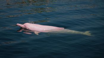 Delfino rosa