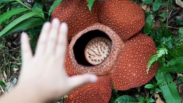 Fiore Rafflesia Keithii