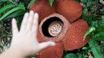 Fiore Rafflesia Keithii