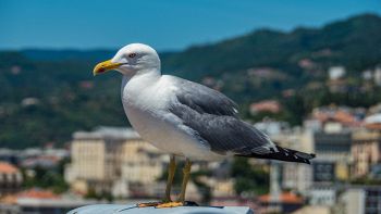 Il modo migliore per tenere lontani i gabbiani, secondo la scienza