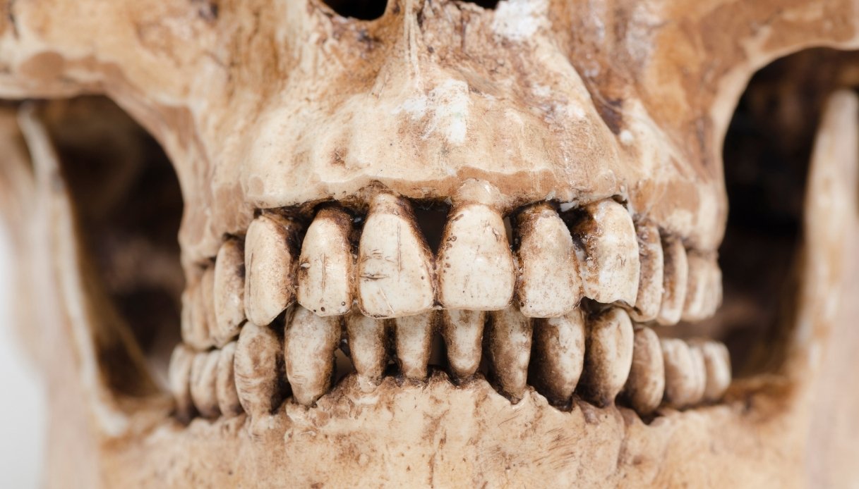https://wips.plug.it/cips/tecnologia/cms/2025/11/italia-dente-dii-neanderthal.jpg