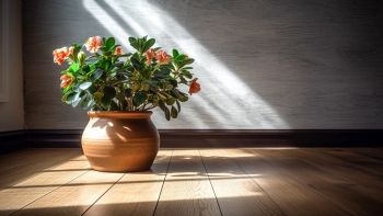 Pianta in vaso in casa