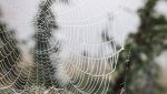 Ragnatela più grande del mondo