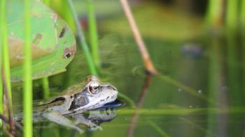 Rana che partoriva dalla bocca