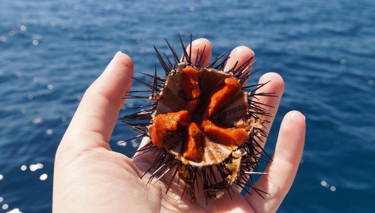 https://wips.plug.it/cips/tecnologia/cms/2025/11/scoperta-ricci-di-mare.jpg