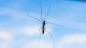 Zanzare aliene in Liguria: nuove specie arrivate nella Regione
