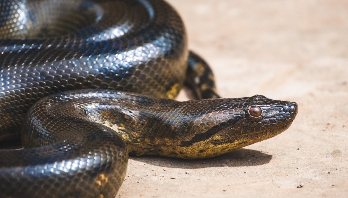 https://wips.plug.it/cips/tecnologia/cms/2025/12/anaconda-gigantismo.jpg