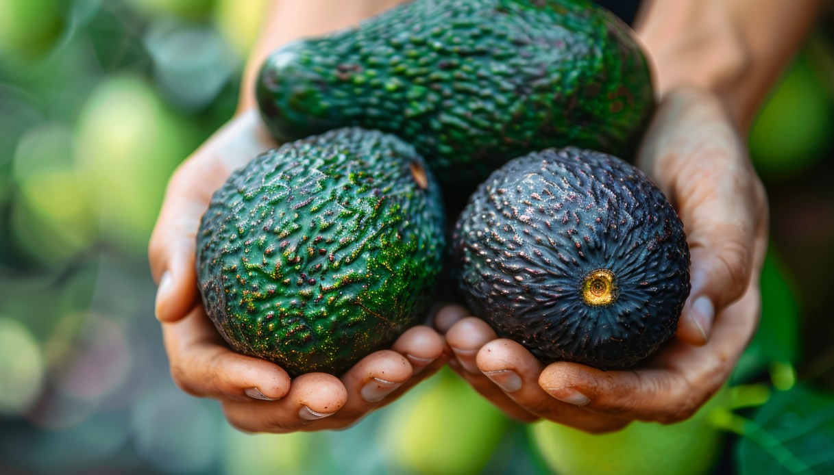 https://wips.plug.it/cips/tecnologia/cms/2025/12/avocado-sicilia.jpg