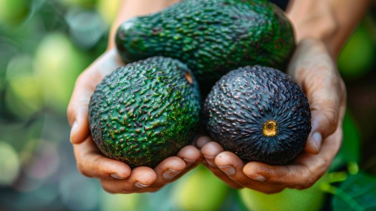 In Sicilia ora c'è il clima perfetto per coltivare l'avocado