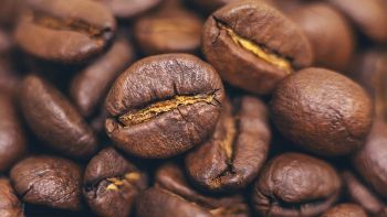 Caffè Arabica a rischio