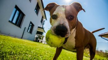 Perché i cani nascondono tutto?