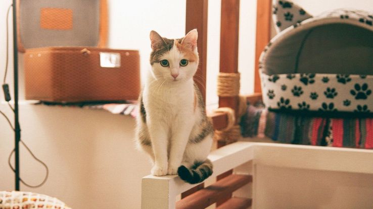 Cosa fare con il gatto quando si hanno ospiti in casa