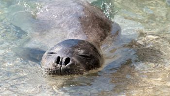 Foca monaca a Marina di Ravenna