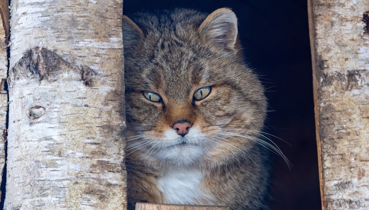 https://wips.plug.it/cips/tecnologia/cms/2025/12/gatto-selvatico-europeo-avvistato.jpg
