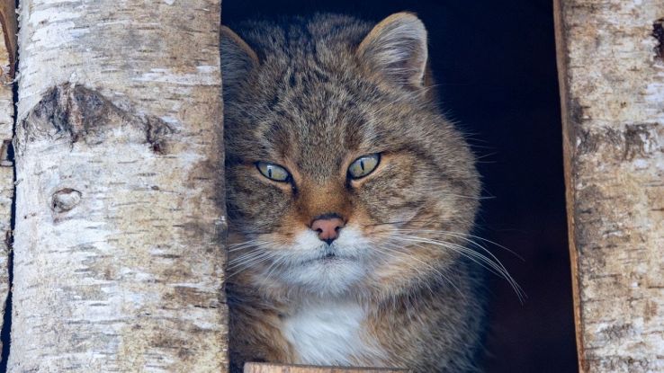 Gatto selvatico europeo