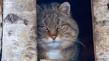 Gatto selvatico europeo