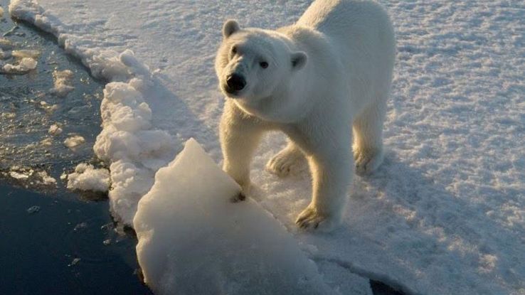 Gli orsi polari stanno reagendo al cambiamento climatico