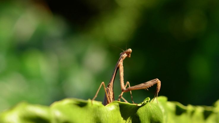 Hanno trovato una nuova specie di mantide in Sardegna