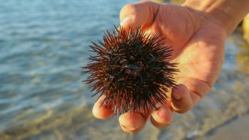 Pandemia dei ricci di mare