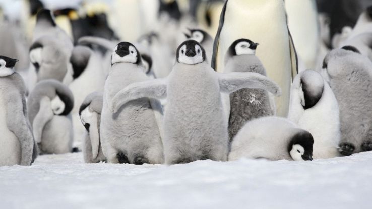 Cuccioli di pinguini