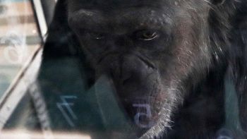 Addio ad Ai, scimpanzé simbolo della scienza