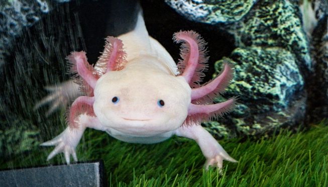 Un axolotl che sembra sorridere