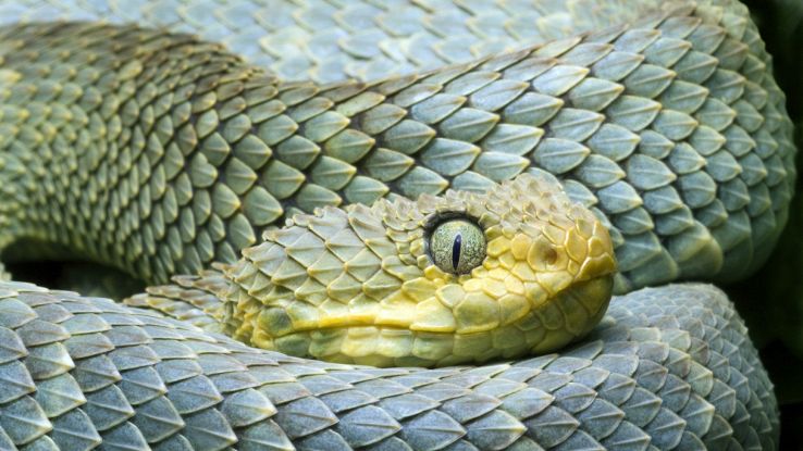 Serpente arrotolato verde