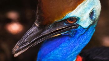 Casuario uccello più pericoloso del mondo