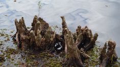 Foresta fantasma in Florida