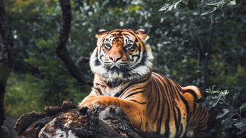 Futuro della tigre