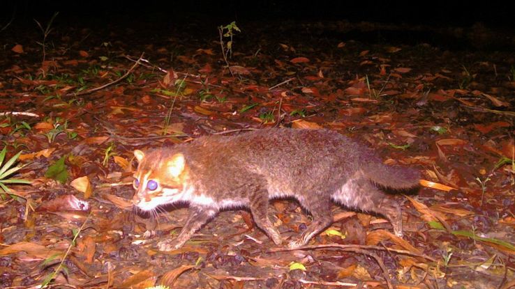 Avvistato dopo quasi 30 anni il gatto dalla testa piatta