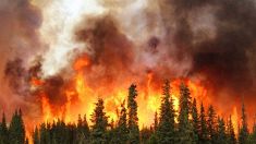 Incendi in Alaska per via del riscaldamento globale