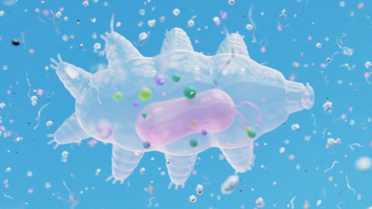 Maialino di mare negli abissi